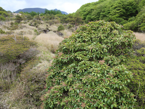 Pieris japonica
