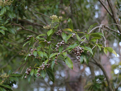 Pieris japonica