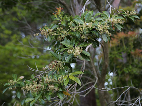Pieris japonica