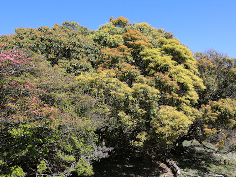 Pieris japonica
