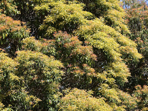 Pieris japonica