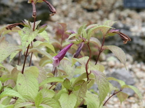 Chelonopsis yagiharana