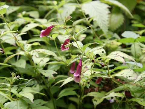 Chelonopsis yagiharana