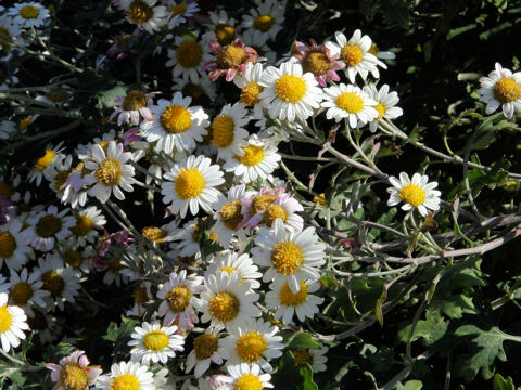 Chrysanthemum occidentali-japonense var. ashizuriense