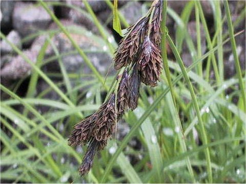 Carex scita var. brevisquama