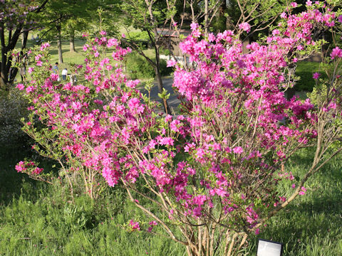 Rhododendron komiyamae