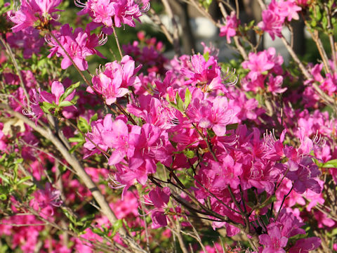 Rhododendron komiyamae