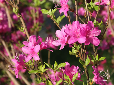 Rhododendron komiyamae