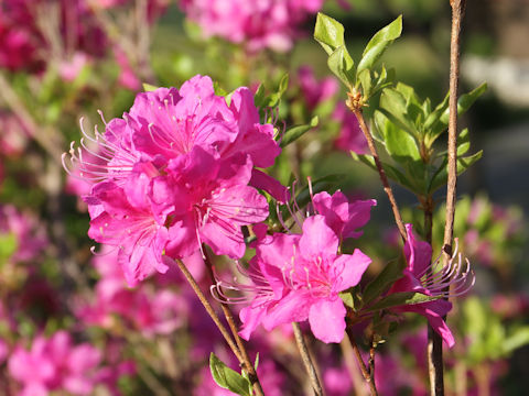 Rhododendron komiyamae