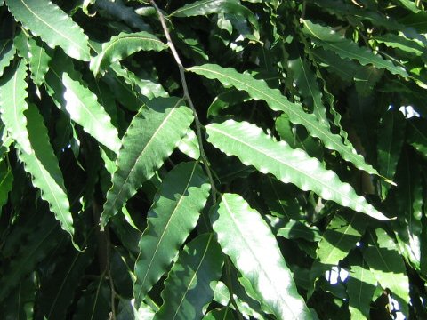 Polyalthia longifolia