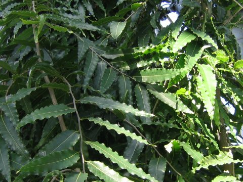 Polyalthia longifolia