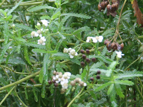 Achillea alpina ssp. subcartilaginea