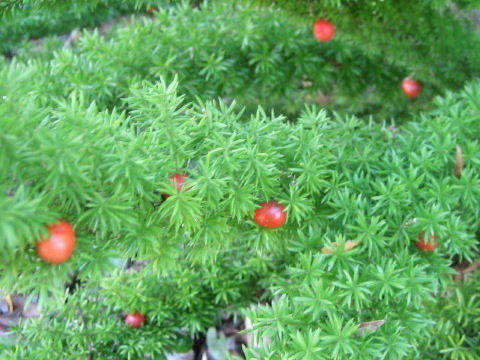 Asparagus densiflorus cv. Myers