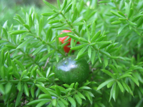 Asparagus densiflorus cv. Myers