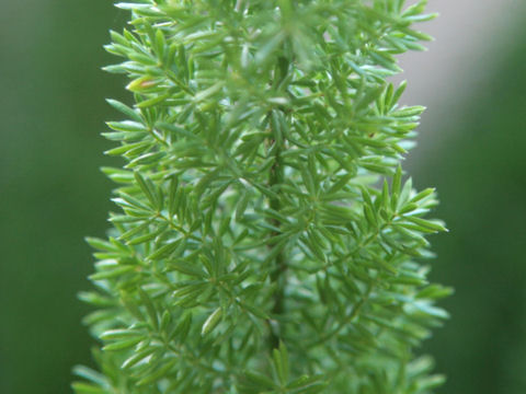 Asparagus densiflorus cv. Myers