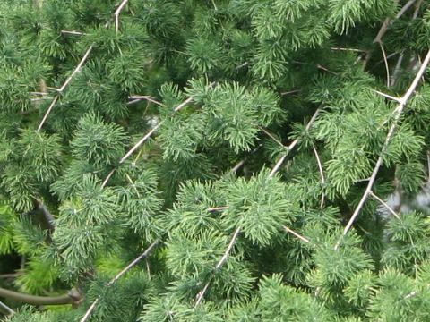 Asparagus myriocladus