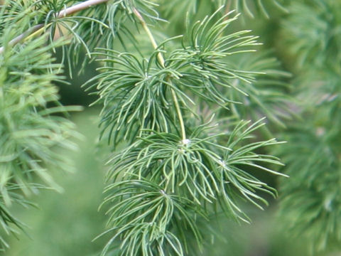 Asparagus myriocladus