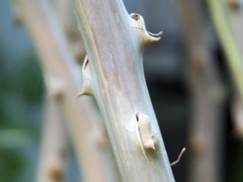 Asparagus myriocladus