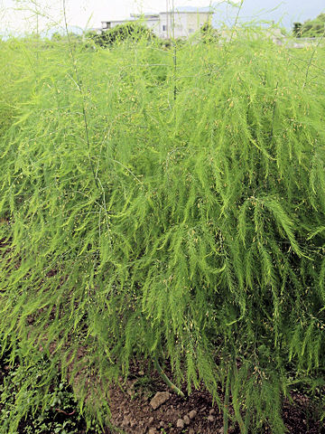 Asparagus officinalis