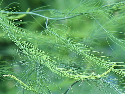 Asparagus officinalis