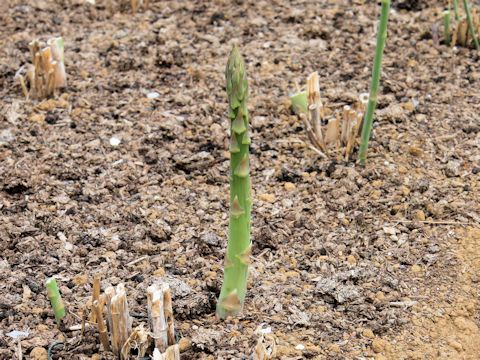 Asparagus officinalis