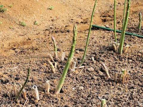 Asparagus officinalis