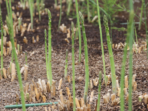 Asparagus officinalis