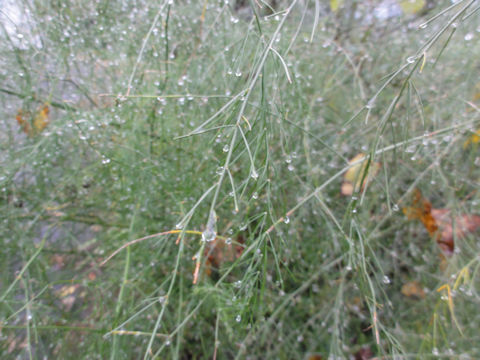 Asparagus officinalis