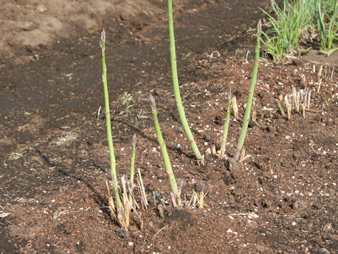 Asparagus officinalis