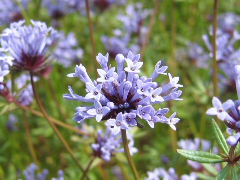 Asperula orientalis cv. Blue Chandelier