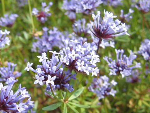 Asperula orientalis cv. Blue Chandelier