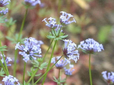 Asperula orientalis cv. Blue Chandelier