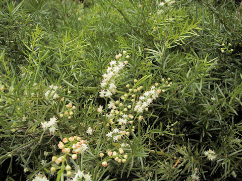Asparagus densiflorus cv. Sprengeri