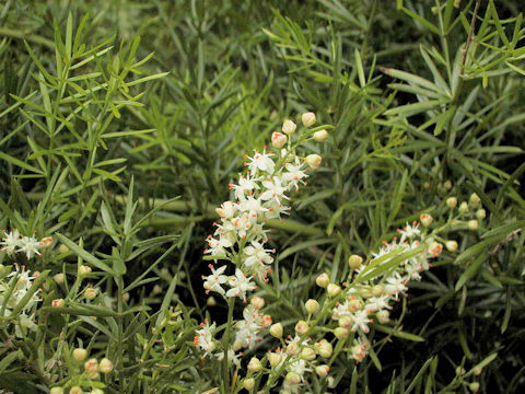 Asparagus densiflorus cv. Sprengeri