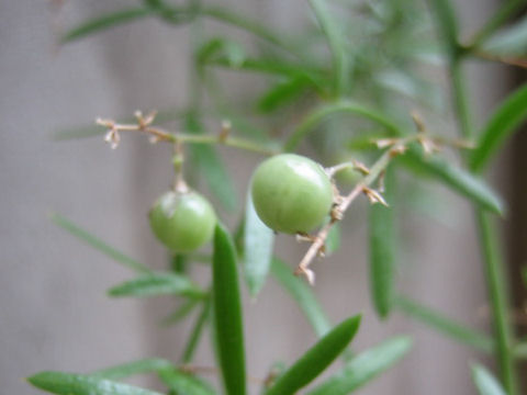 Asparagus densiflorus cv. Sprengeri