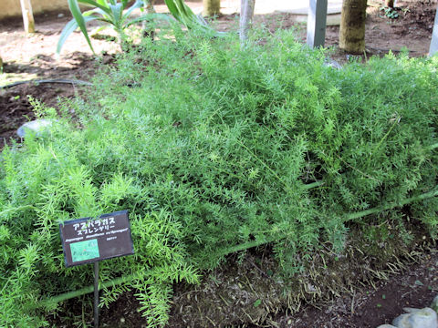 Asparagus densiflorus cv. Sprengeri