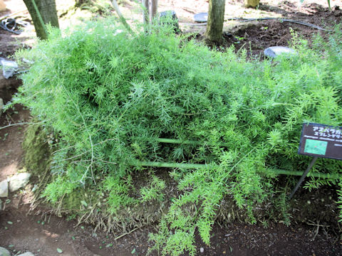 Asparagus densiflorus cv. Sprengeri