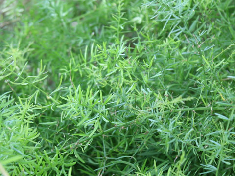 Asparagus densiflorus cv. Sprengeri