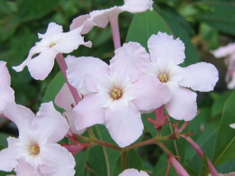 Luculia pinceana