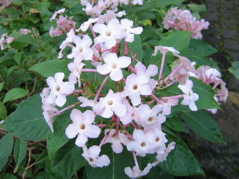 Luculia pinceana