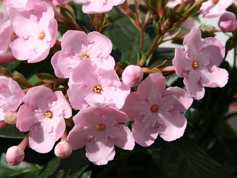 Luculia pinceana