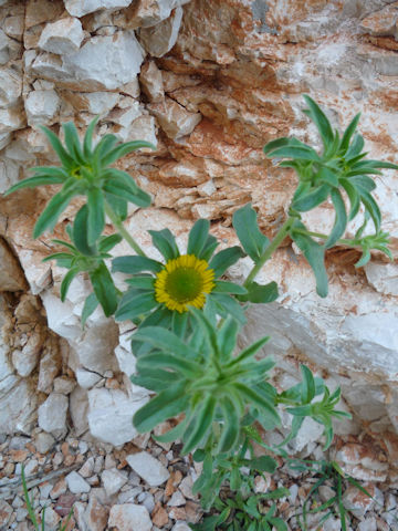 Asteriscus aquaticus