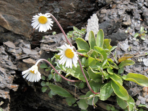 Aster bellidiastrum