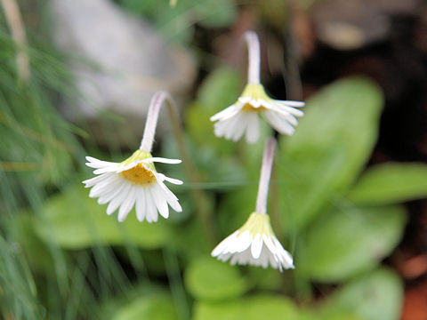 Aster bellidiastrum