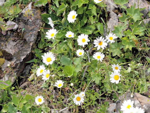 Aster bellidiastrum