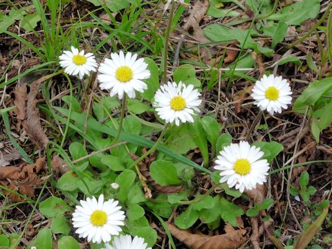 Aster bellidiastrum