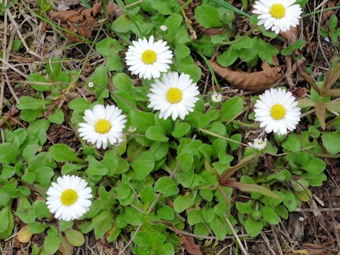 Aster bellidiastrum