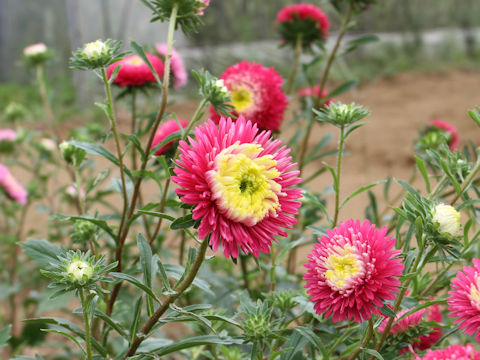 Callistephus chinensis 'Rose of Shanghai'