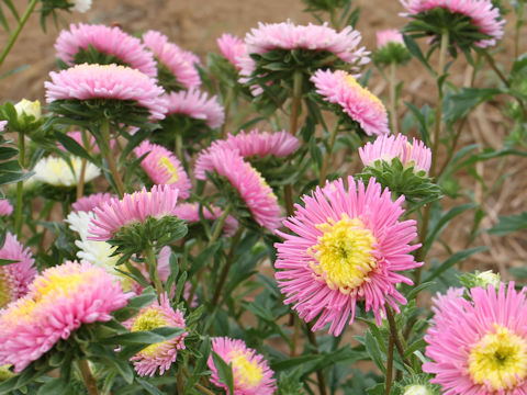 Callistephus chinensis 'Rose of Shanghai'