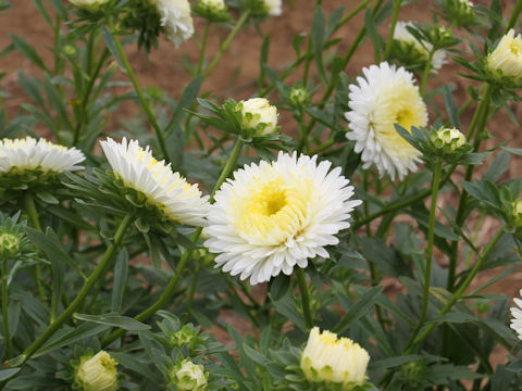 Callistephus chinensis 'Rose of Shanghai'